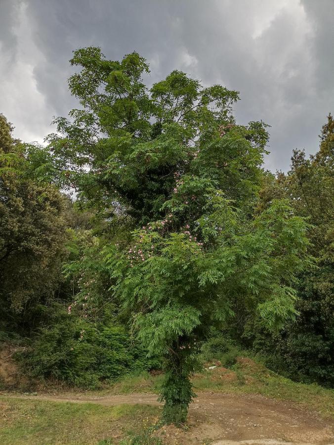 Instant De Tranquillite En Cevennes * Aujac (Gard)